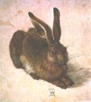 Albrecht Durer - Lievre